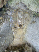 Termite Damage