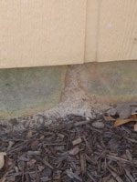 Termite Damage