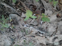 Termite Swarmers