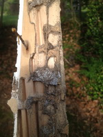 Termite Damage