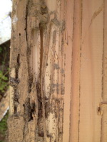 Termite Damage