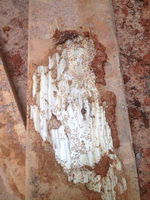 Termite Damage