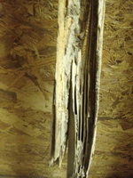 Termite Damage