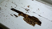 Termite Damage