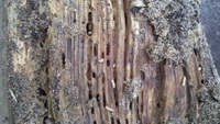 Termite Damage
