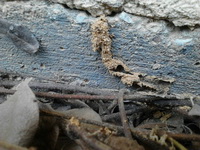 Termite Tube