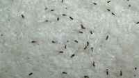 Termite Swarmers